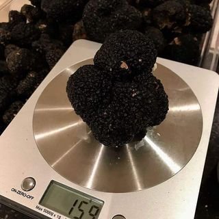 1 ounce Fresh Burgundy Black Truffles: Uncovering Tuber Uncinatum Free  Overnight Shipping!