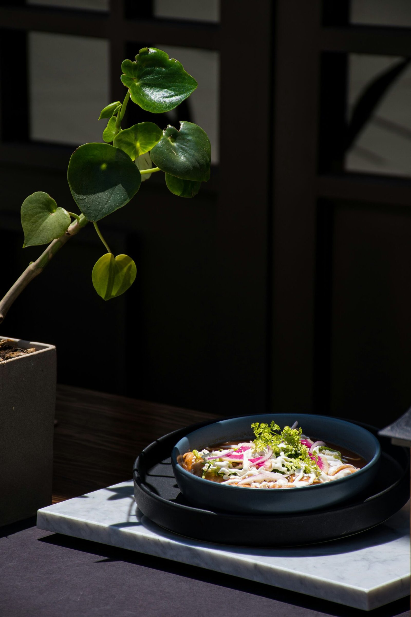 green plant on black pot